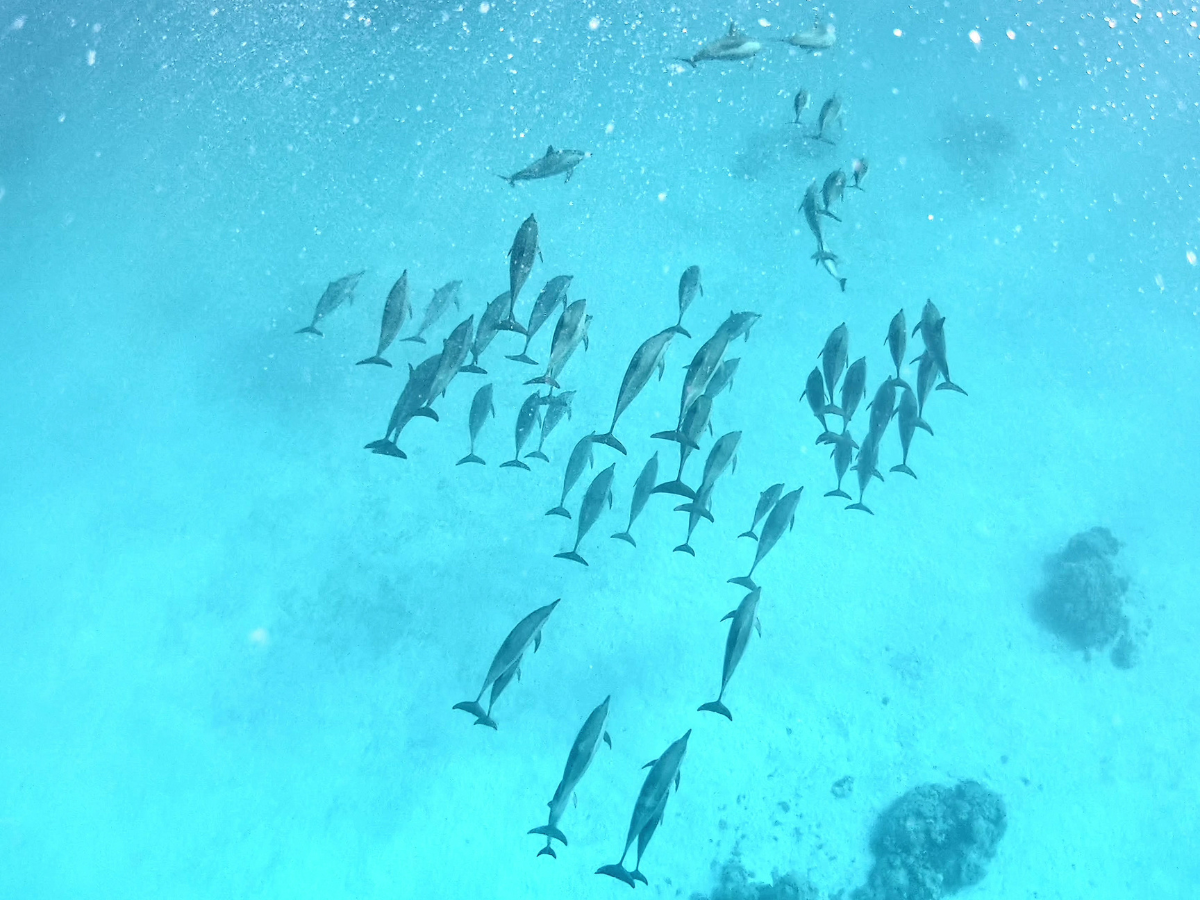 Dolphins swim in the deep aqua ocean - Fitchies