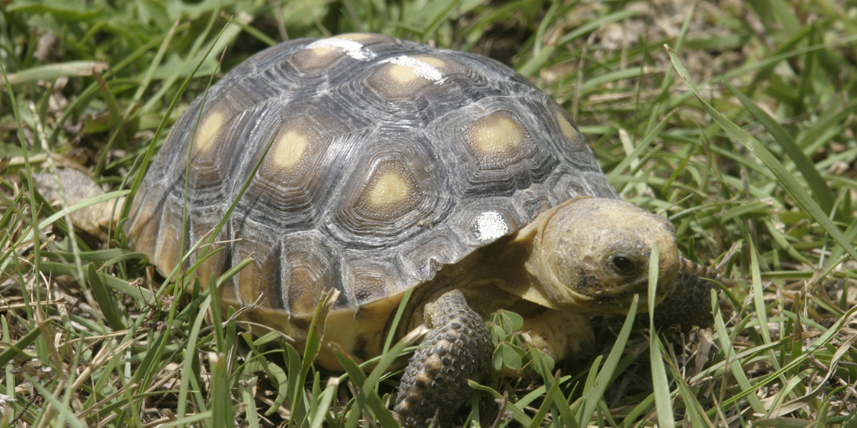 interesting animals in georgia