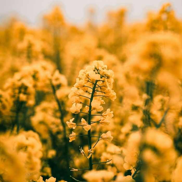 Yellow flowers in a field, representing ingredients in Bach Flower Remedies for treatments