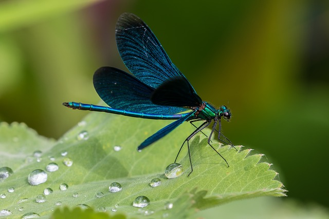 demoiselle, blue dragonfly, dragon-fly