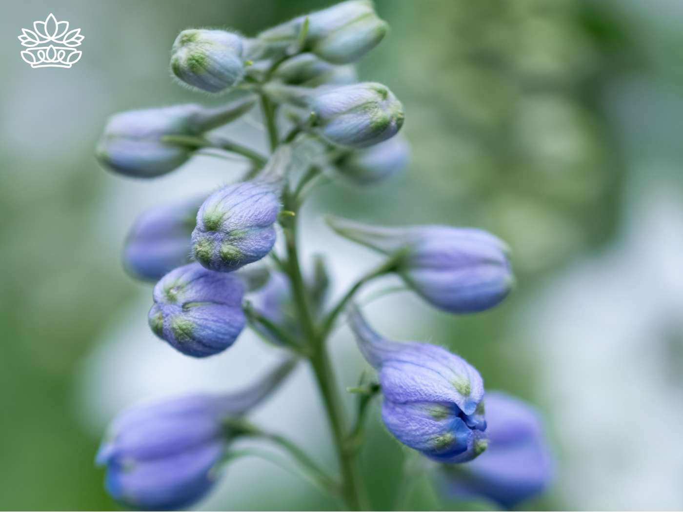 Close-up of budding blue delphiniums, capturing the essence of spring, from the Delphiniums Collection by Fabulous Flowers and Gifts.