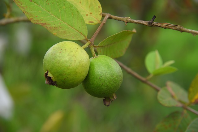 guava, green, field