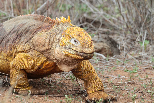 Why Do Iguanas Change Color