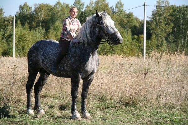 A woman riding her Percheron horse