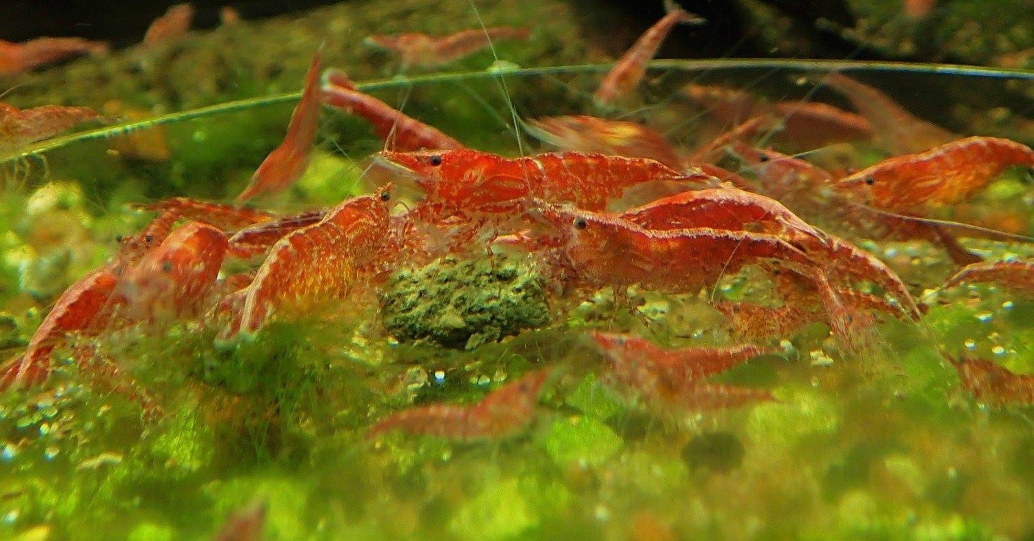 Cherry Shrimp