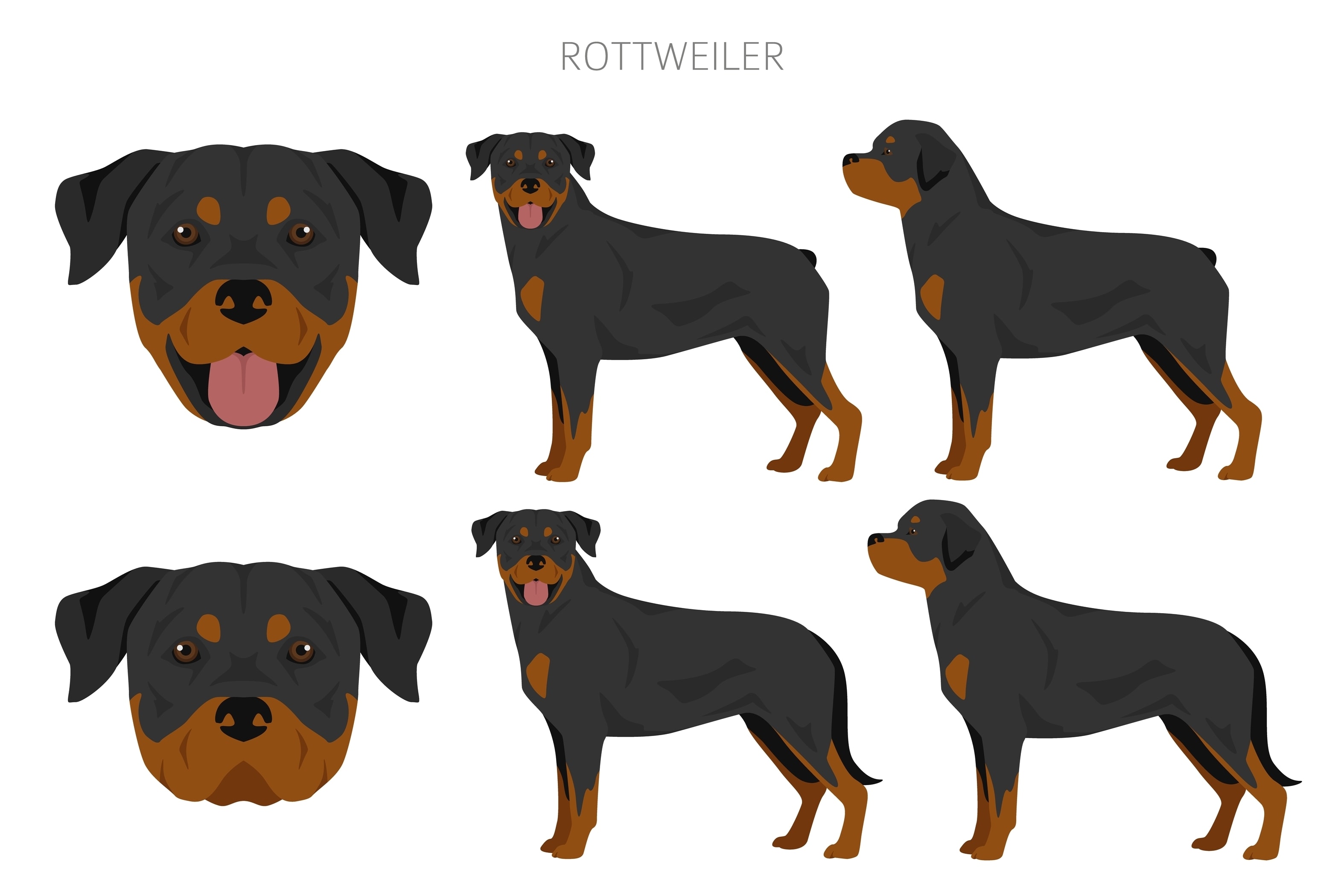 An infographic of the Rottweiler's Coat and Colors