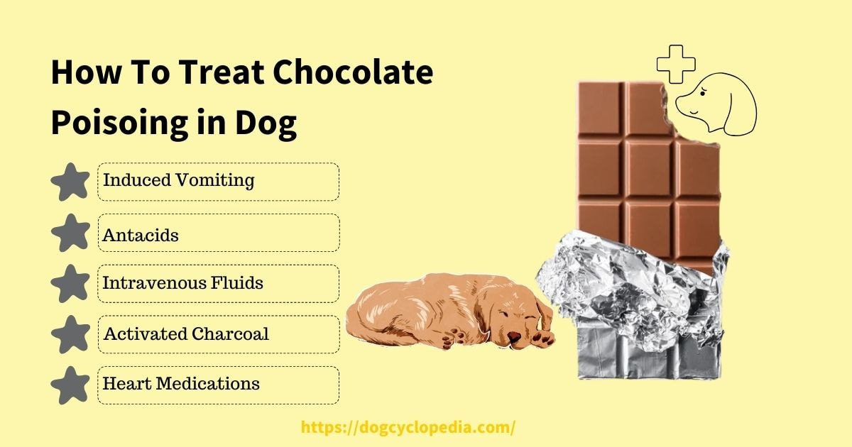 Guide on treating chocolate poisoning in dogs, listing methods like induced vomiting and intravenous fluids alongside illustrations of a sleeping dog and chocolate.