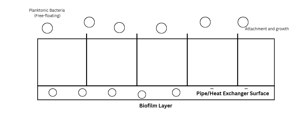 Diagram showing planktonic bacteria and biofilm formation in industrial water systems