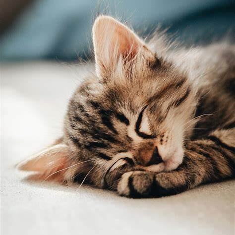 Tabby kitten slaapt diep op een zacht laken