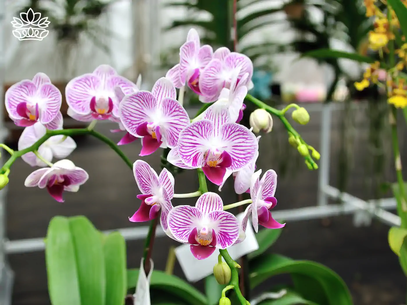 Close-up of pink and white striped orchids blooming in a greenhouse. Fabulous Flowers and Gifts - Orchids Collection.