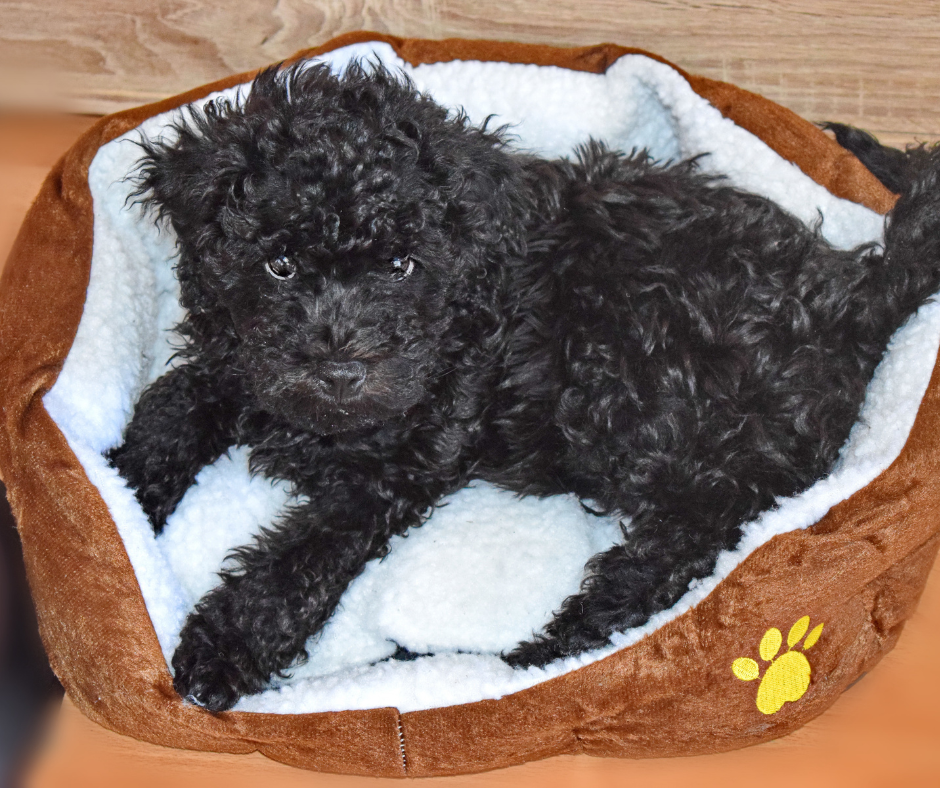 A Puli puppy