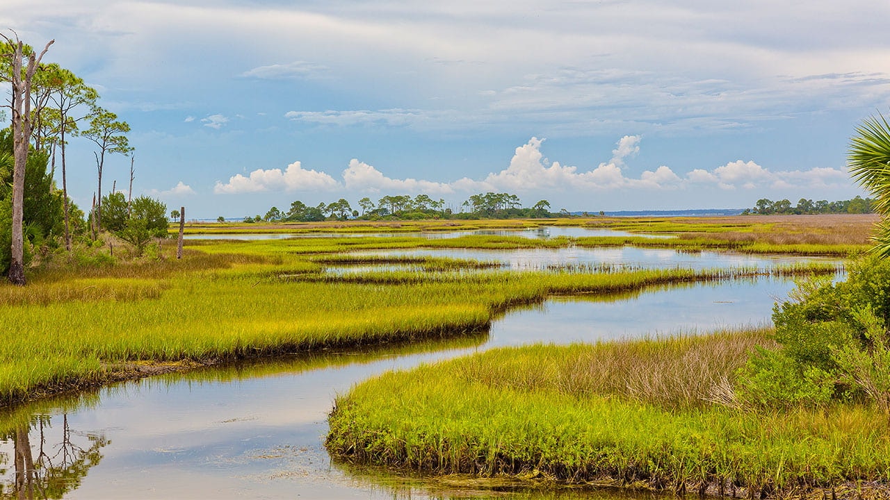 Reviving the Everglades