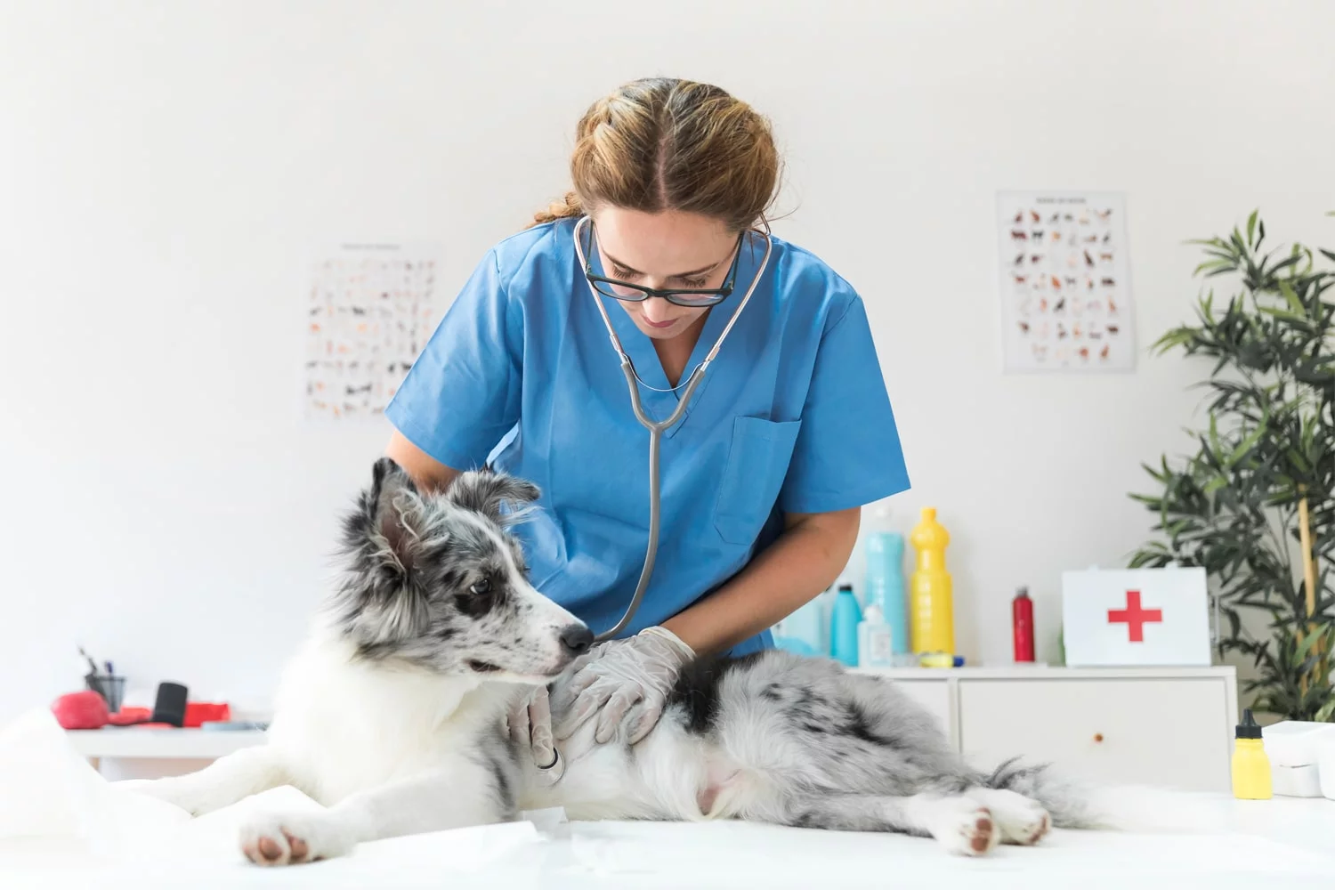 When to Seek Veterinary Care