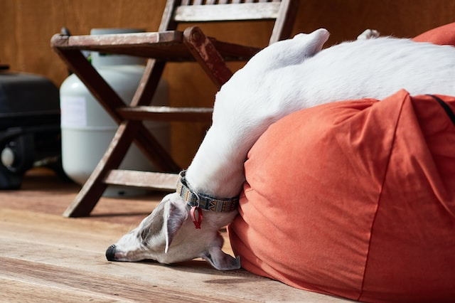 White Dog Laying On Top Of Red Bean Bag