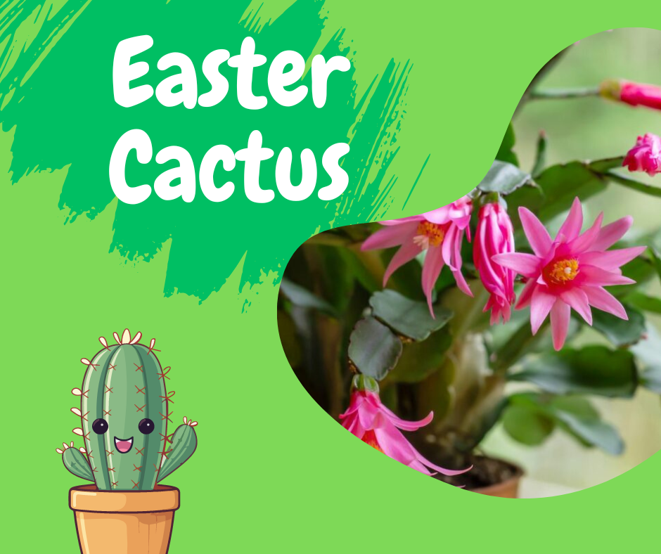 easter cactus