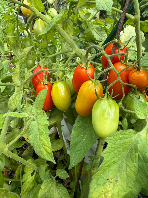 tomatoes at a Houston farmers market