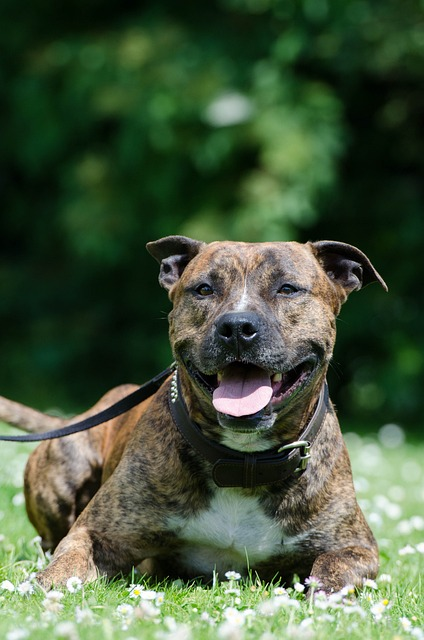 American Pit Bull laying on grass