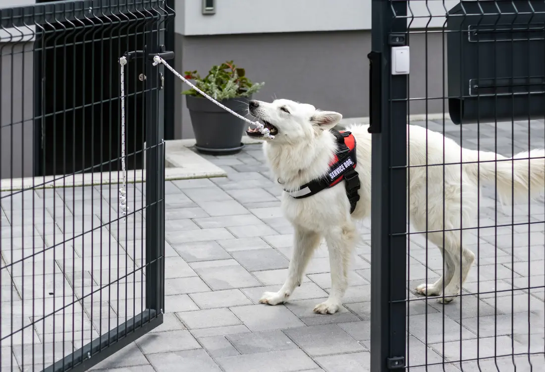 Koiraverkko tai koira-aita helpottaa omistajan elämää.