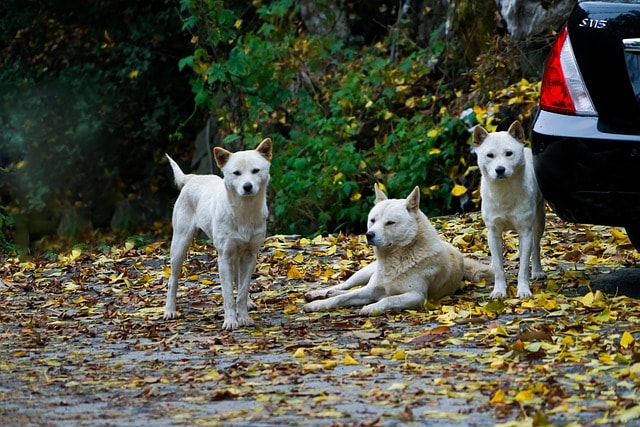 dog, canine, pet, pets, nature, breed, jindo dog, termite, animal, republic of korea, yangju