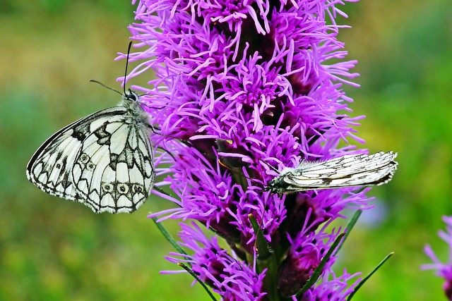 white butterflies on purple flowers
