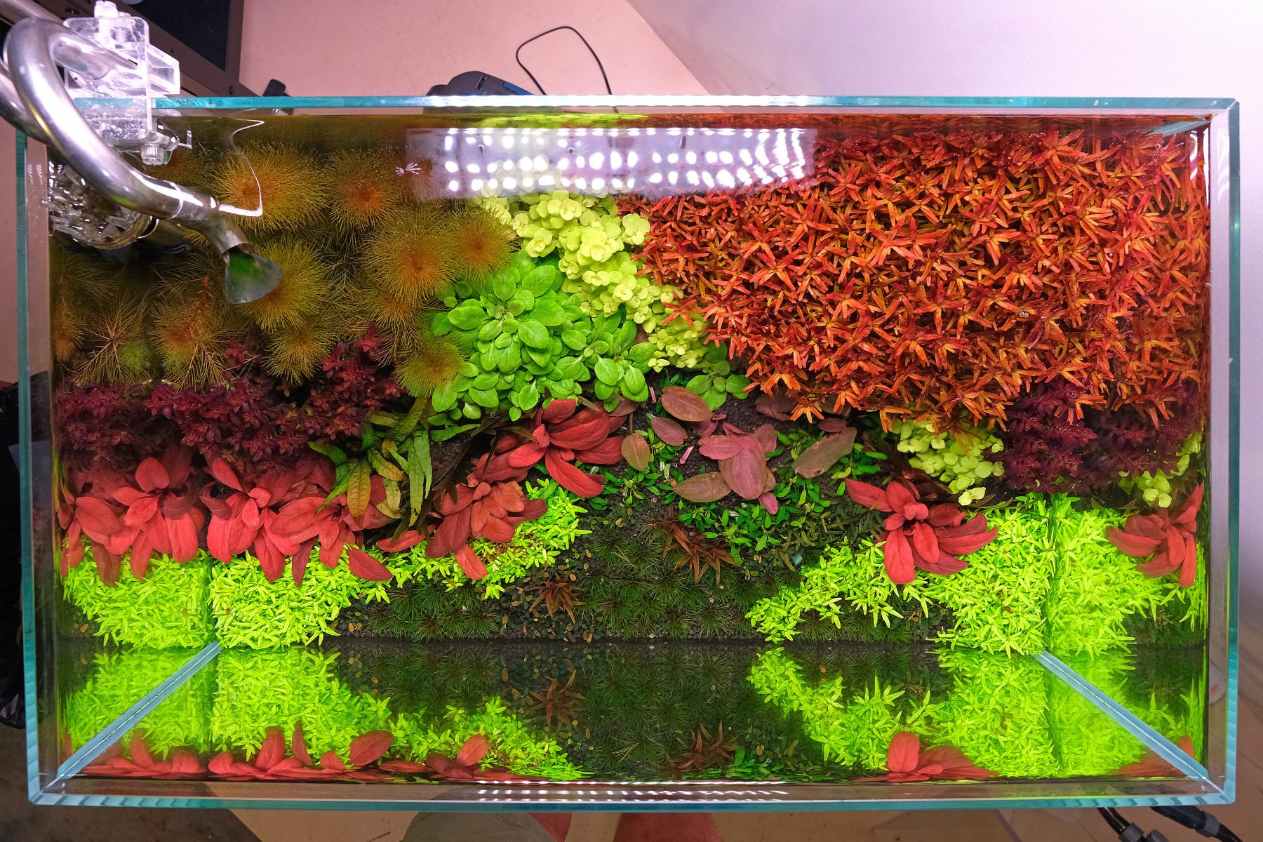 Top view of planted aquarium showing inflow and outflow pipes