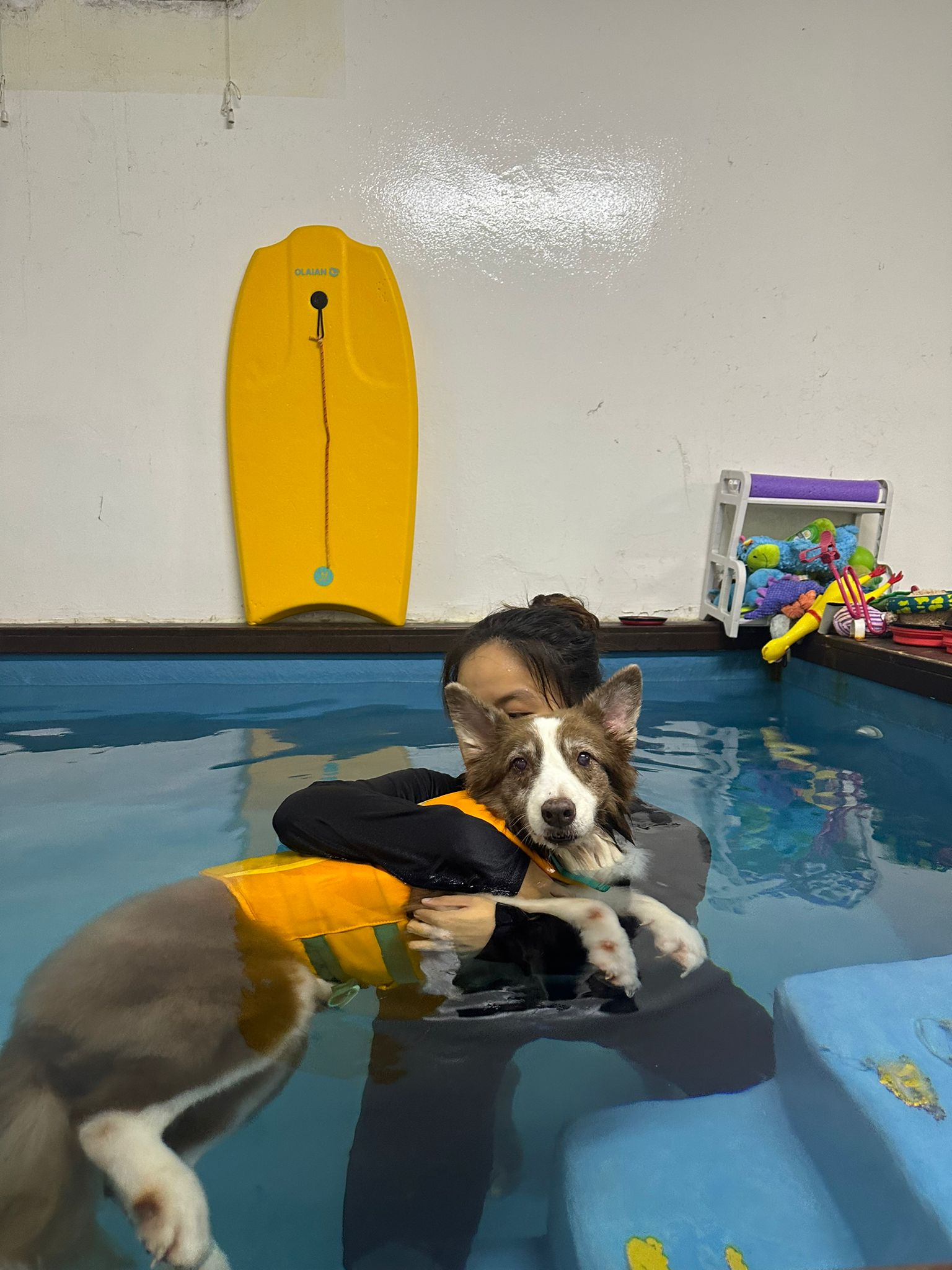 Dog swimming at RehabVet