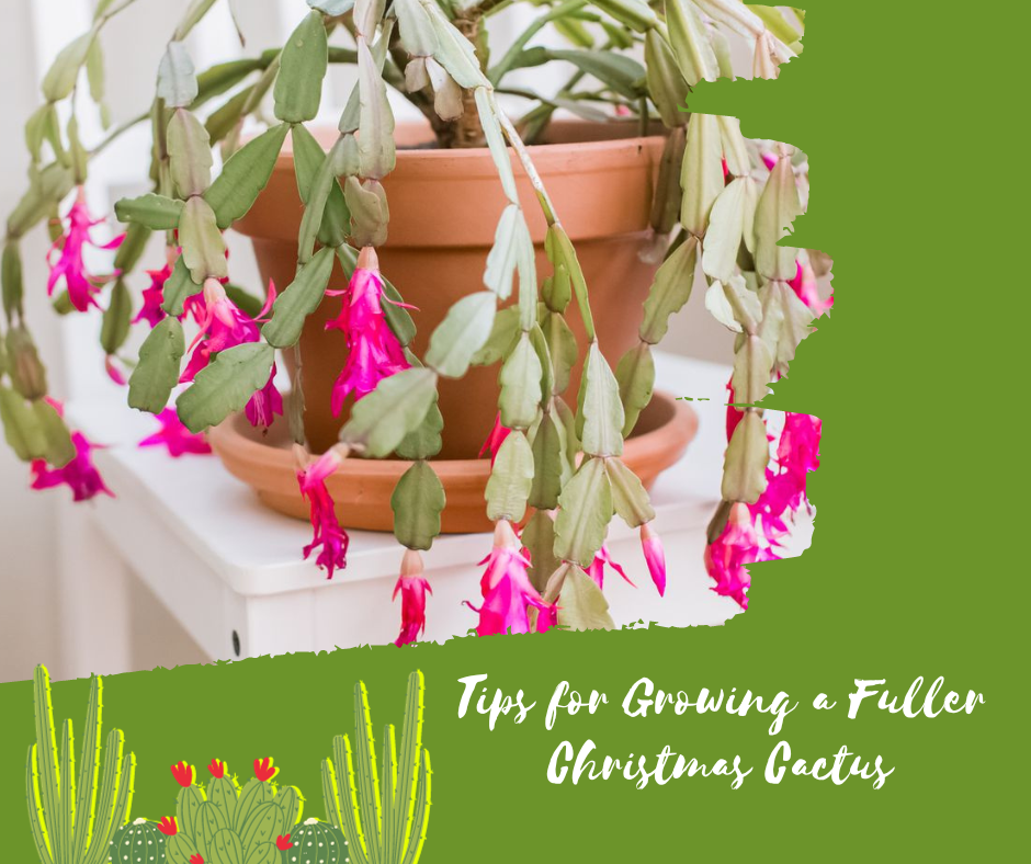 Tips for Growing a Fuller Christmas Cactus