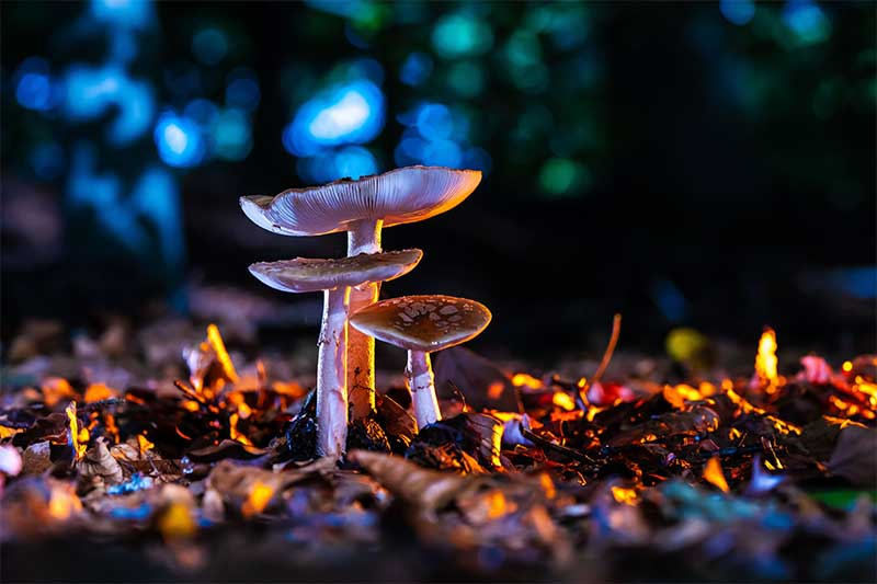 The Role of Light in Mushroom Growth