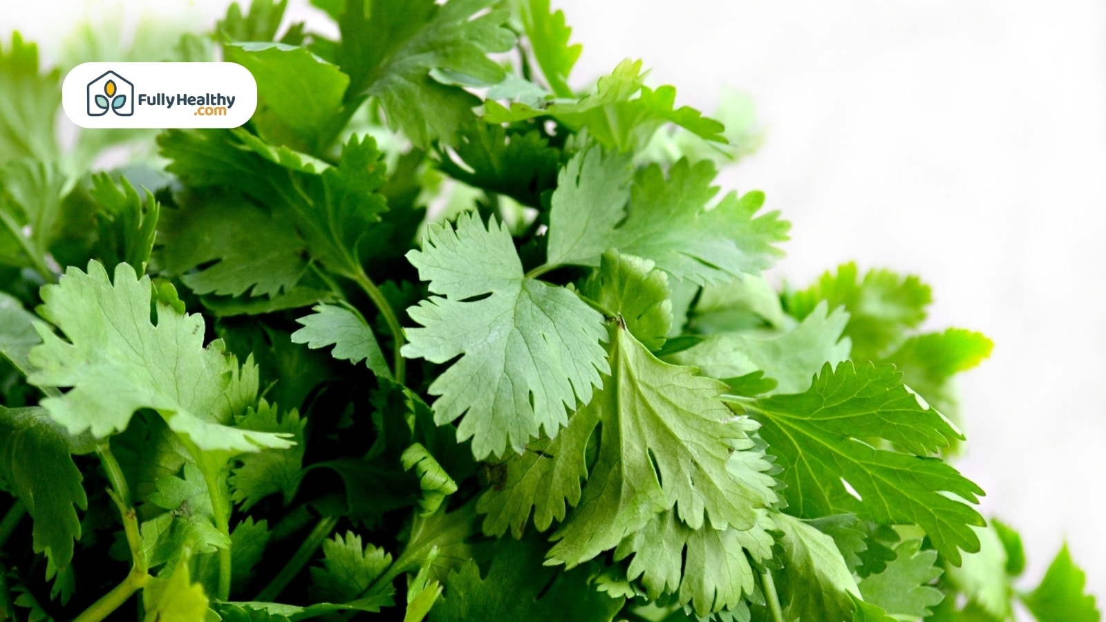 Fresh green cilantro leaves in a close-up natural lighting shot