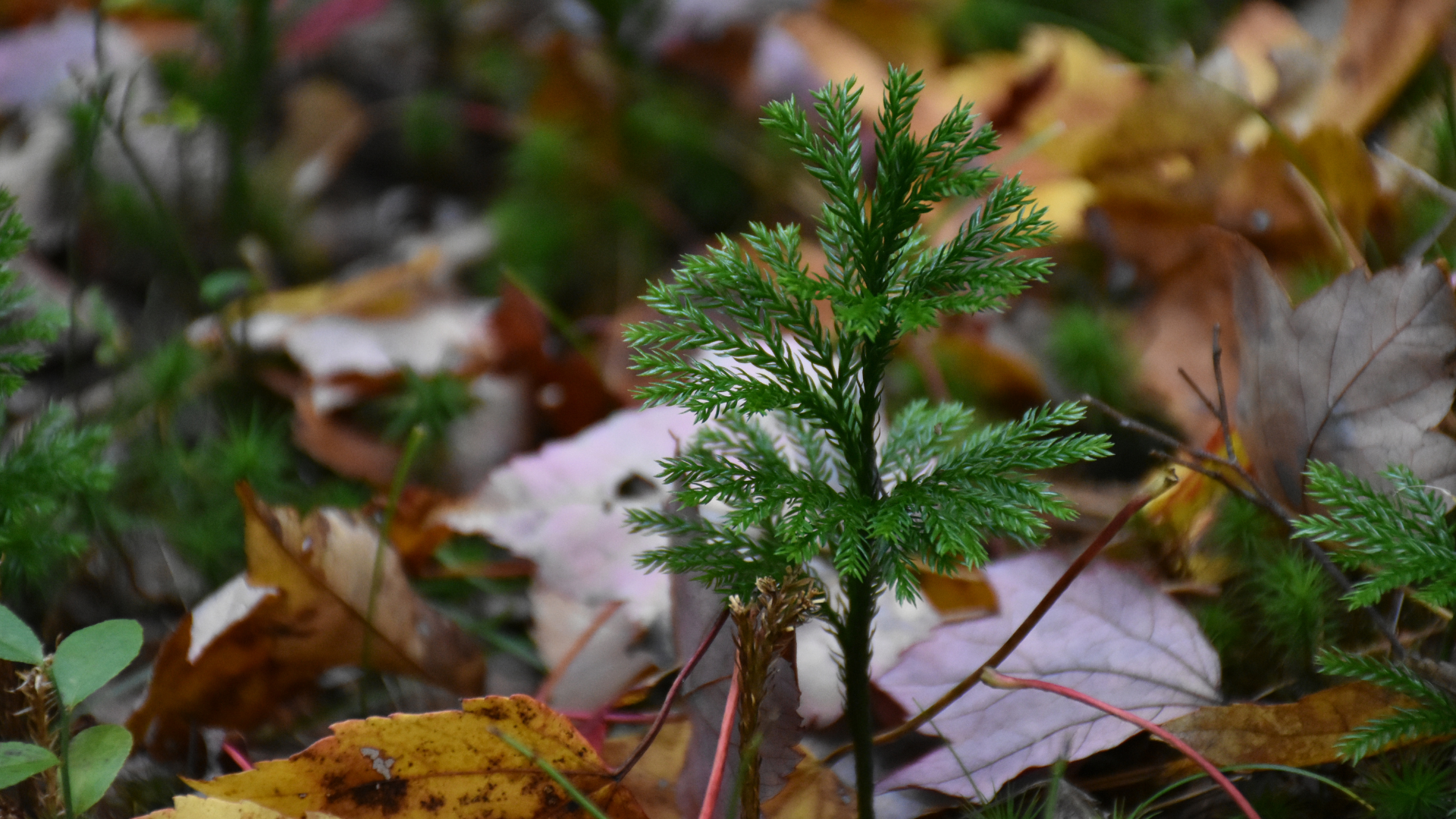 A pine tree with fall leaves on the ground. Young saplings might need to be protected from wildlife.