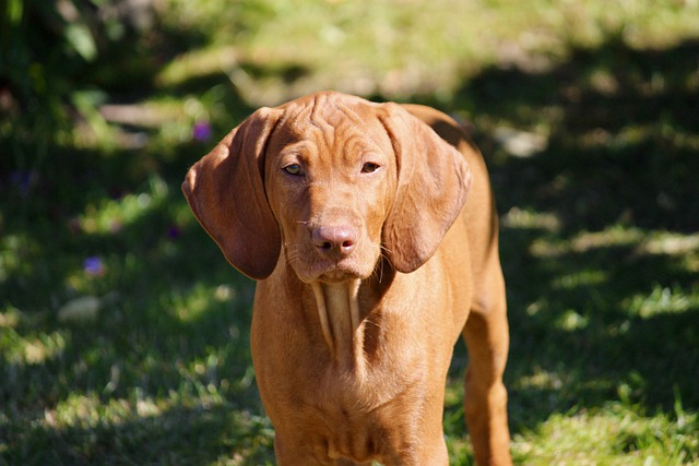 domestic animal, vizsla, hunting dog