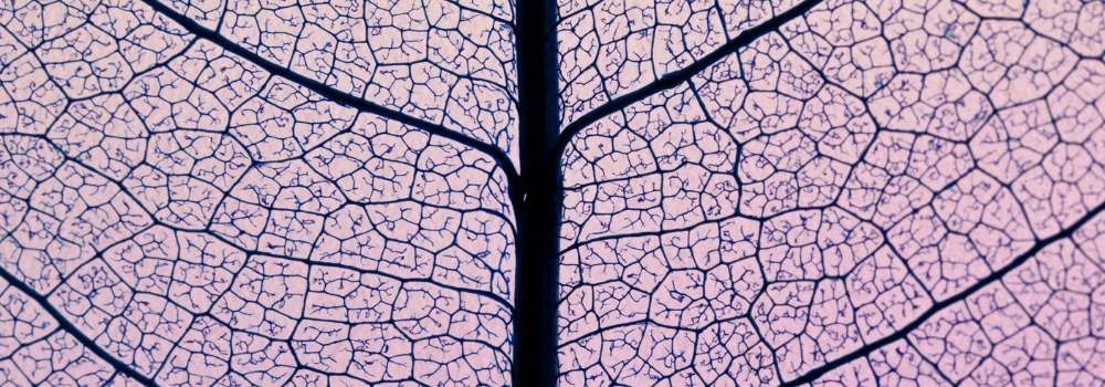 broken links Angled leaf lattice with tiny gaps; fractured threads hint at broken links disrupting crawl paths and frustrating human journeys.