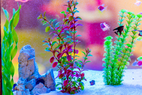 Natural Aquarium Decorations: The Benefits of Adding Botanicals to