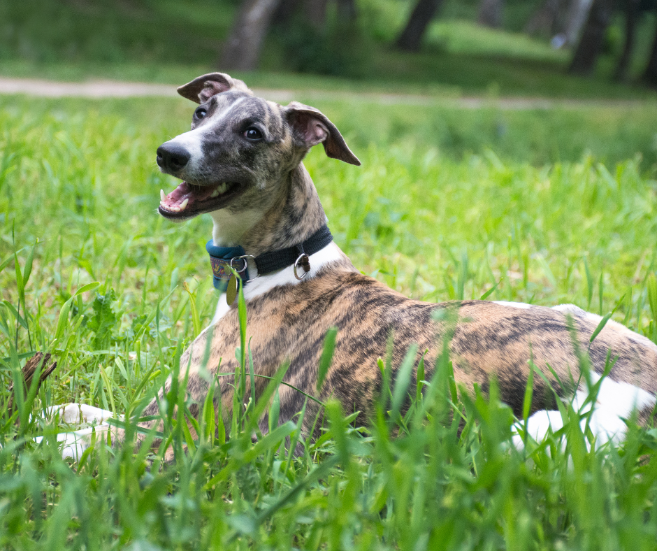 A happy Whippet laying in a field