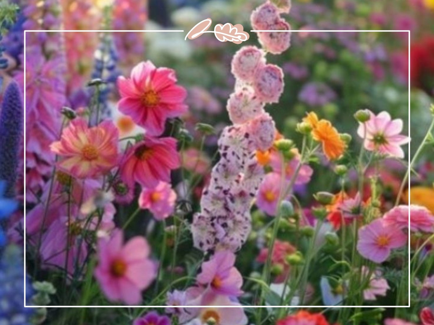Soft pink hollyhocks and vibrant field flowers in bloom – Top 50 Flower Species blog by Fabulous Flowers & Gifts.