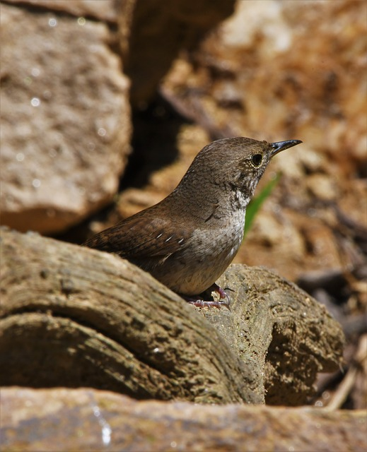 bird, perched, Birds that start with H