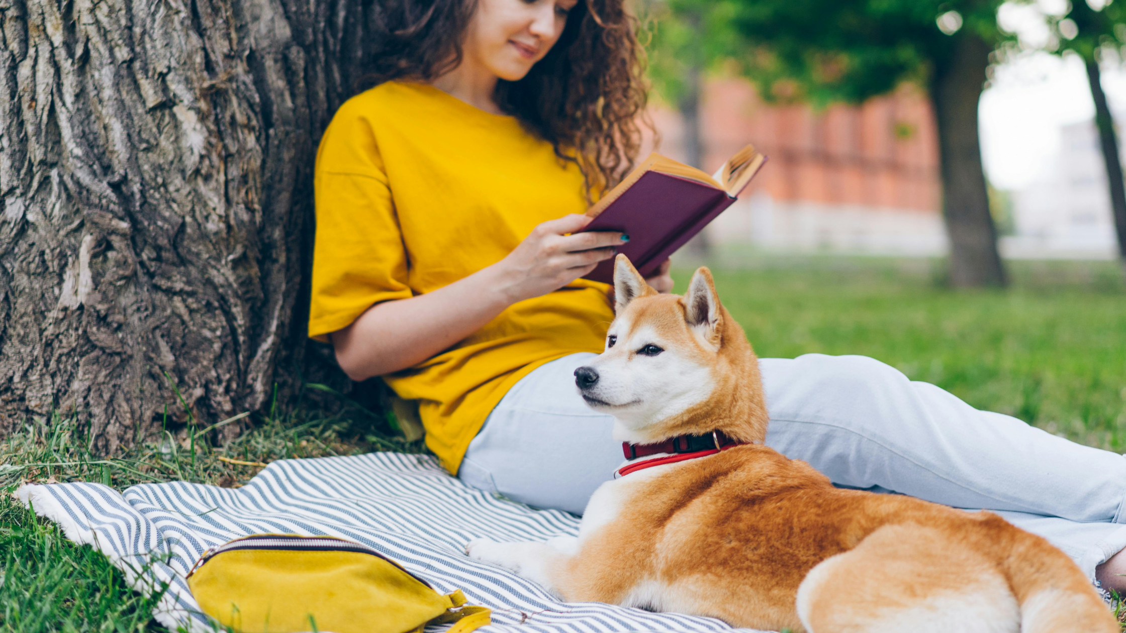 A Shiba laying in a park with its owner