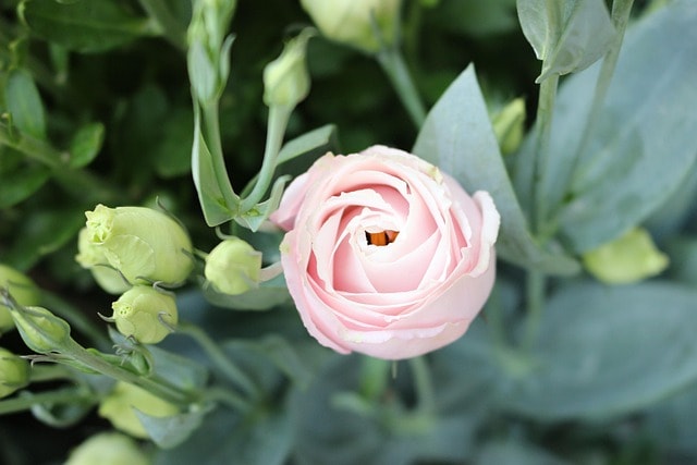 lisianthus, eustoma, nature, flower, flowers lisianthus, auspicious flower pots, eustoma flower, eustoma grandiflorum, lisianthus flower, flower background, beautiful flowers, lisianthus vietnam, flower tree cat wall, lisianthus flowers, branch flowers, flower buds, эустома, flower wallpaper, united auspicious, orchids wall, white border pink, seeds flower lisianthus, seedlings flower lisianthus