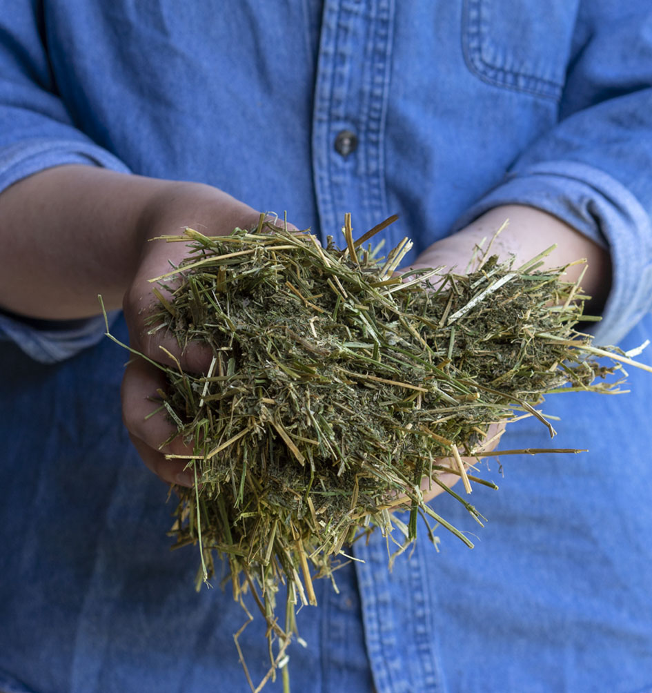 A person using a chopping equipment to chop hay