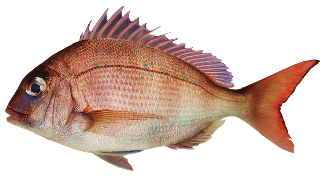 A bream snapper. Adults can grow up to 2m in length and 50kg in weight.