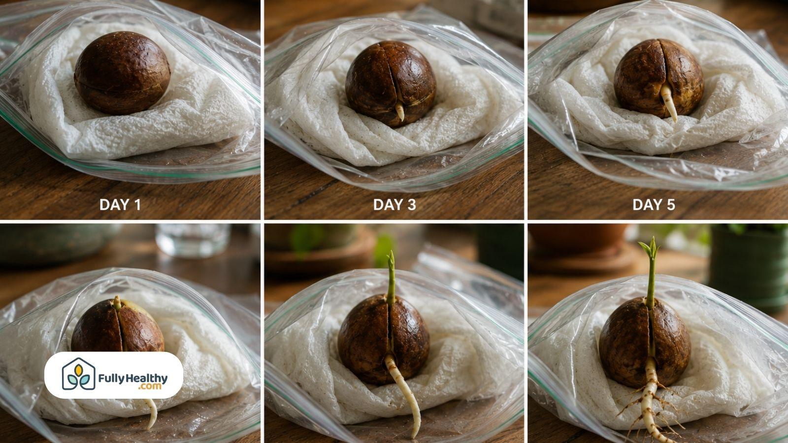 Avocado seed sprouting stages inside moist paper towel and plastic storage bag