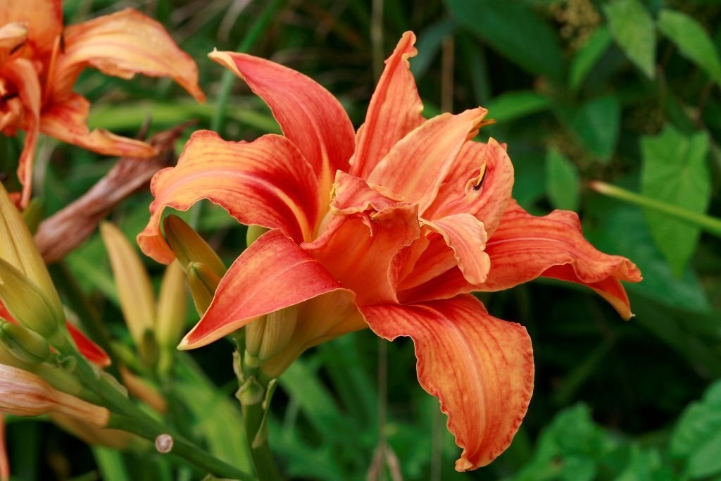 Daylily Hemerocallis