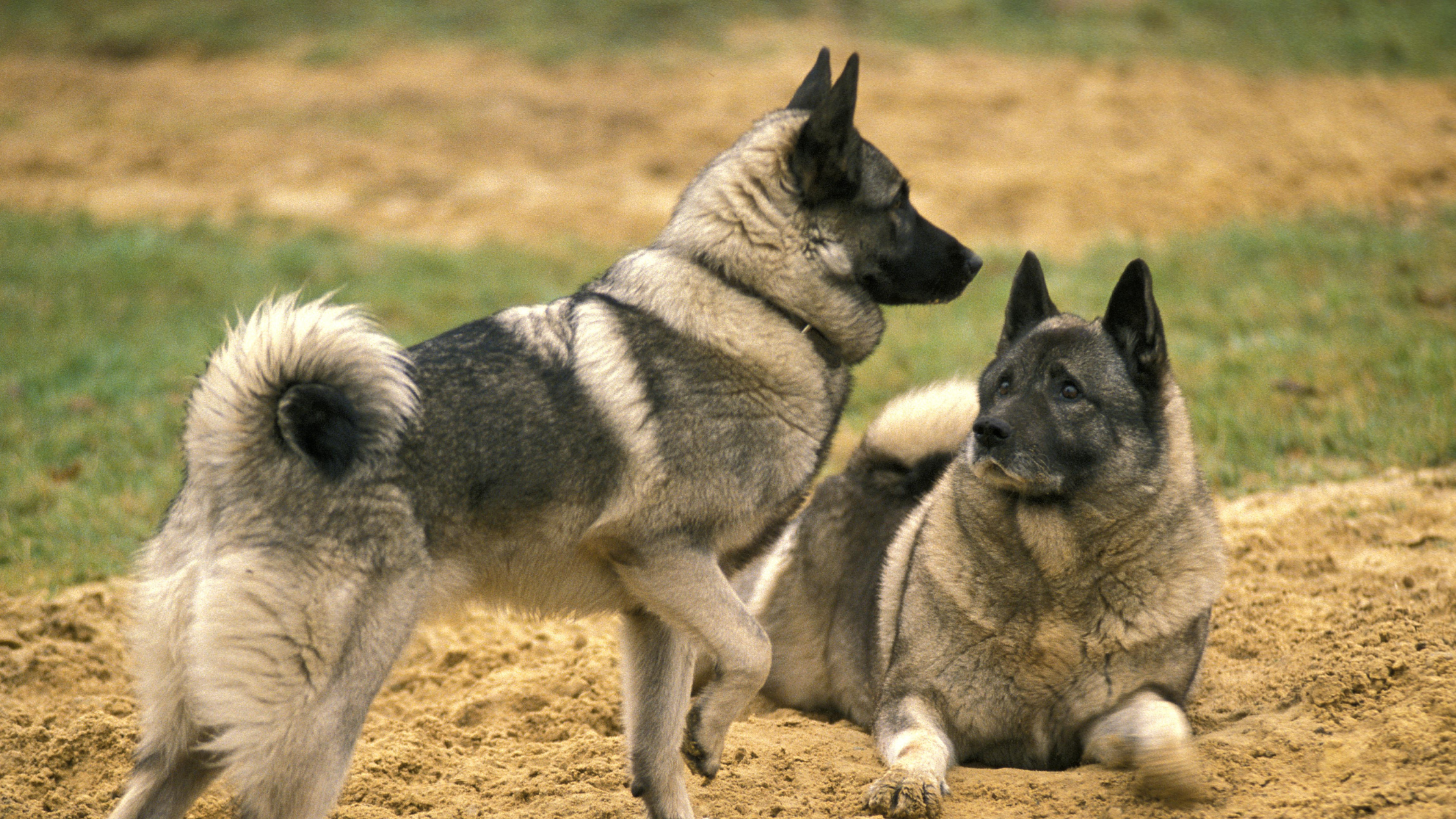 Two Norwegian Elkhounds playing in a field