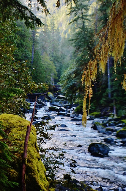 olympic np, washington, pnw