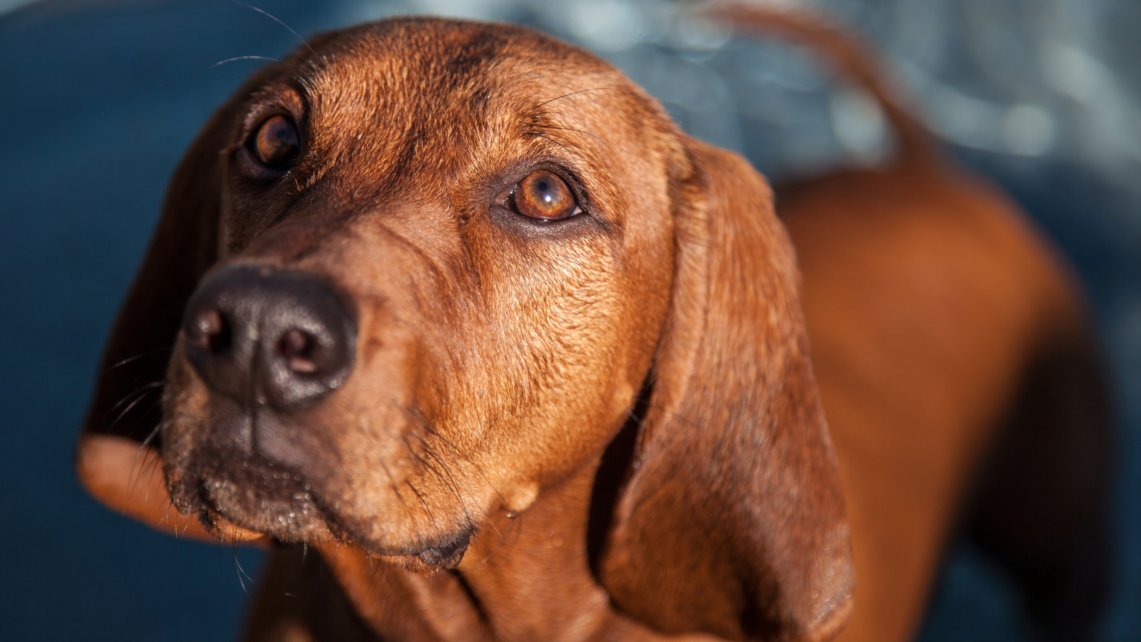 A close up faceview of the Redbone Coonhound
