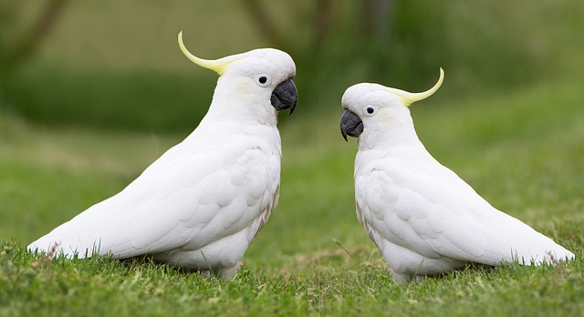 birds, cockatoos, Birds that start with C