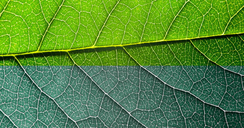 Close-up of a leaf in sharp focus, representing clarity and resilience.