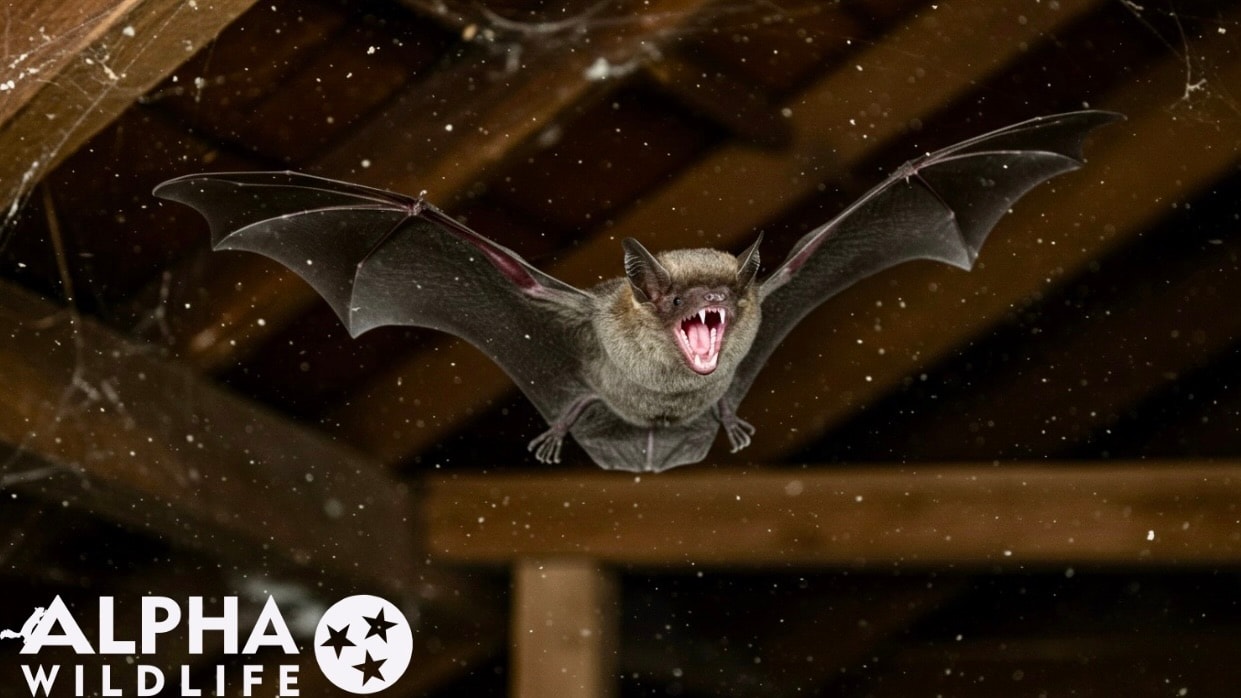 Bat removal from attic in Memphis TN