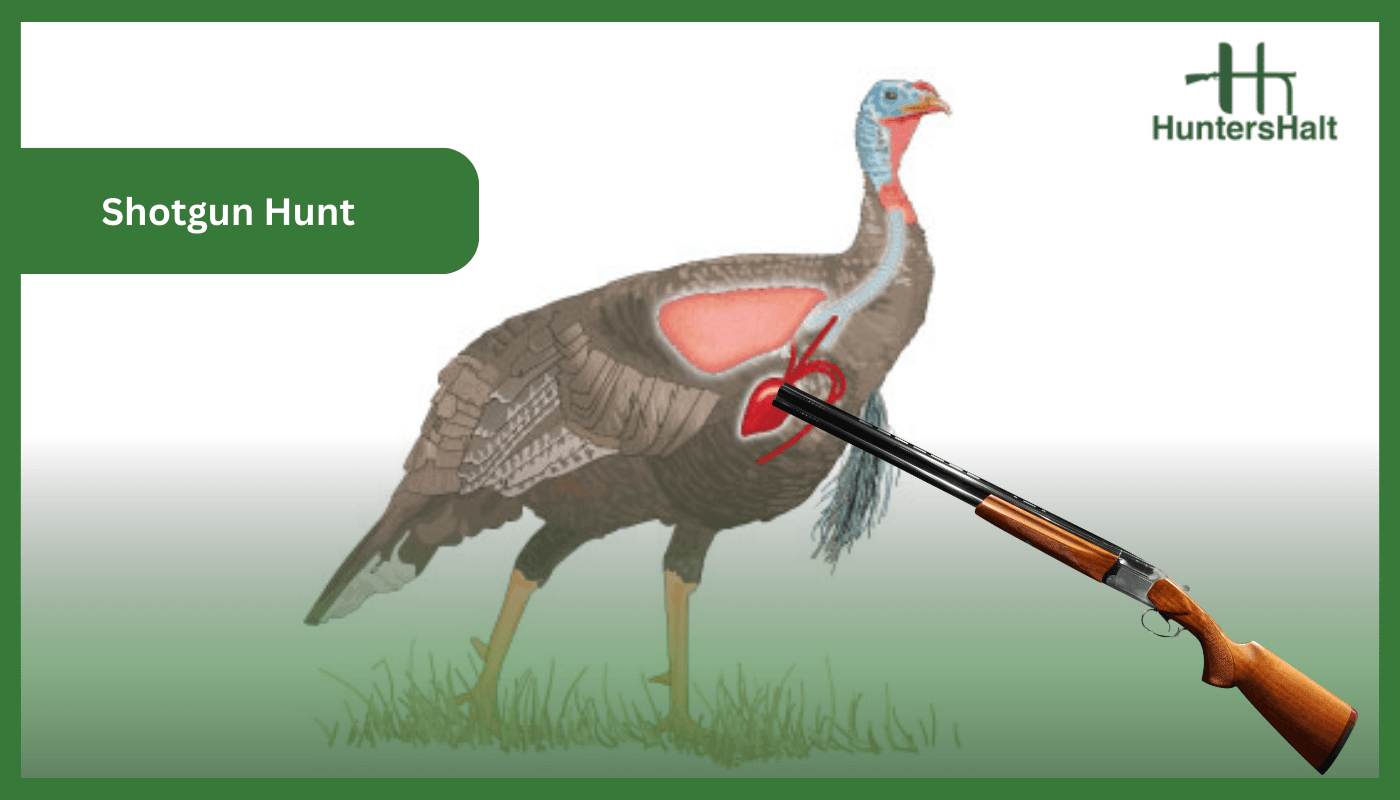 Shotgun turkey hunting