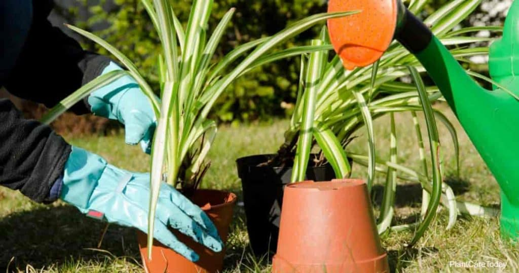 care after repotting